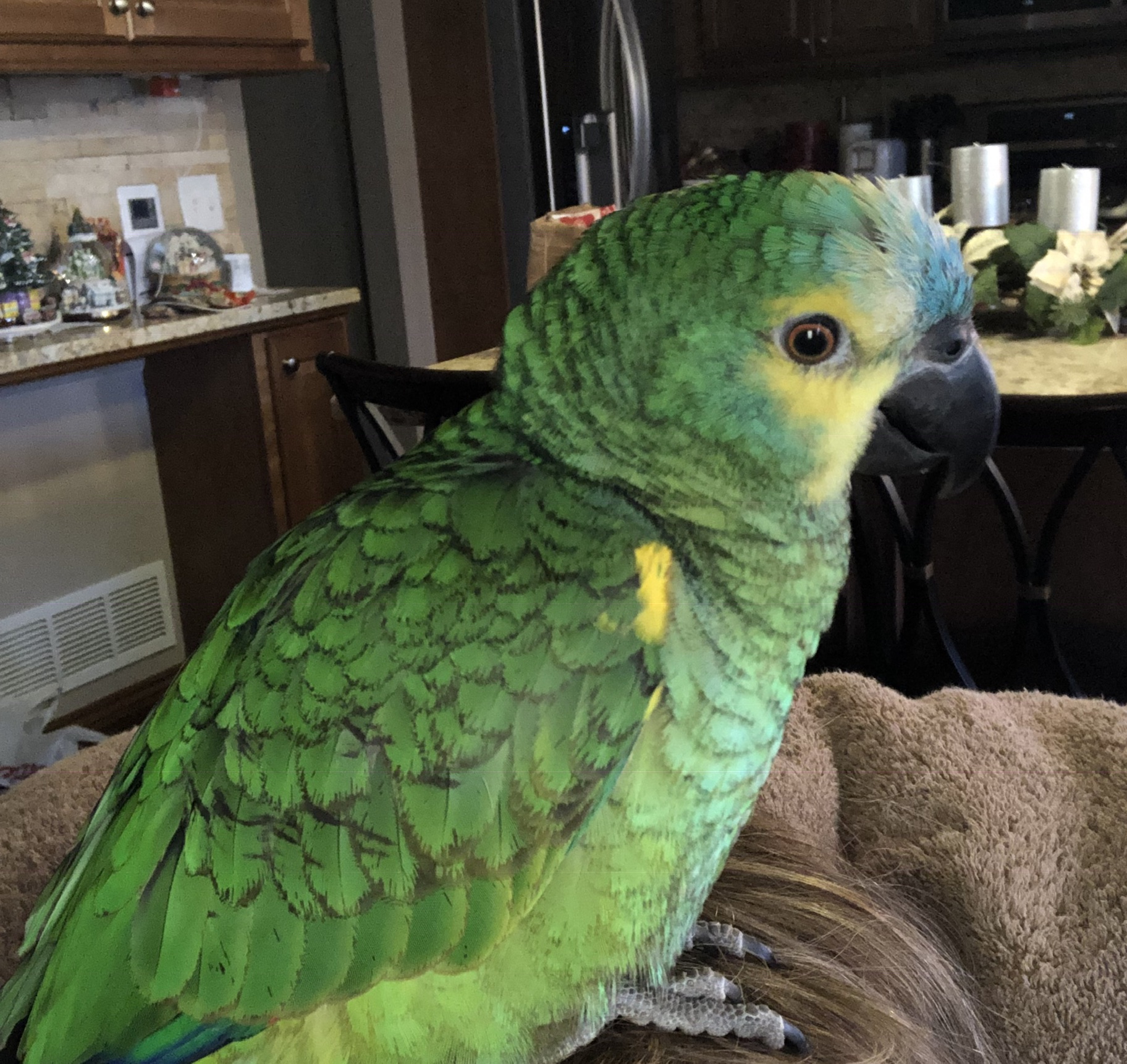 Blue Fronted Amazon Lost. USA. TN