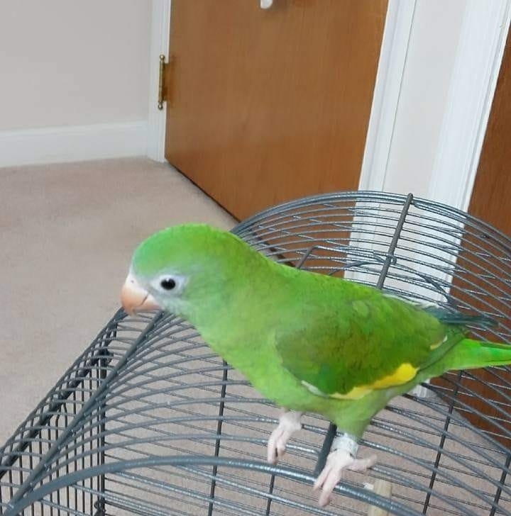 Canary winged Parakeet Aug 17-2019