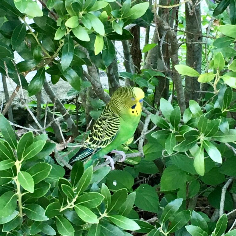 FOUND, TN, Nashville, Parakeet Green Sept 18