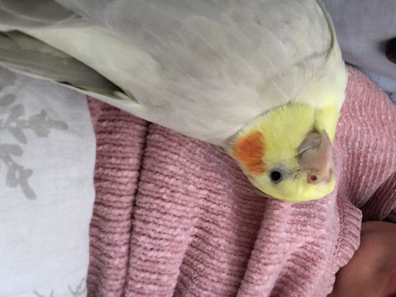 Lutino common white cockatiel
