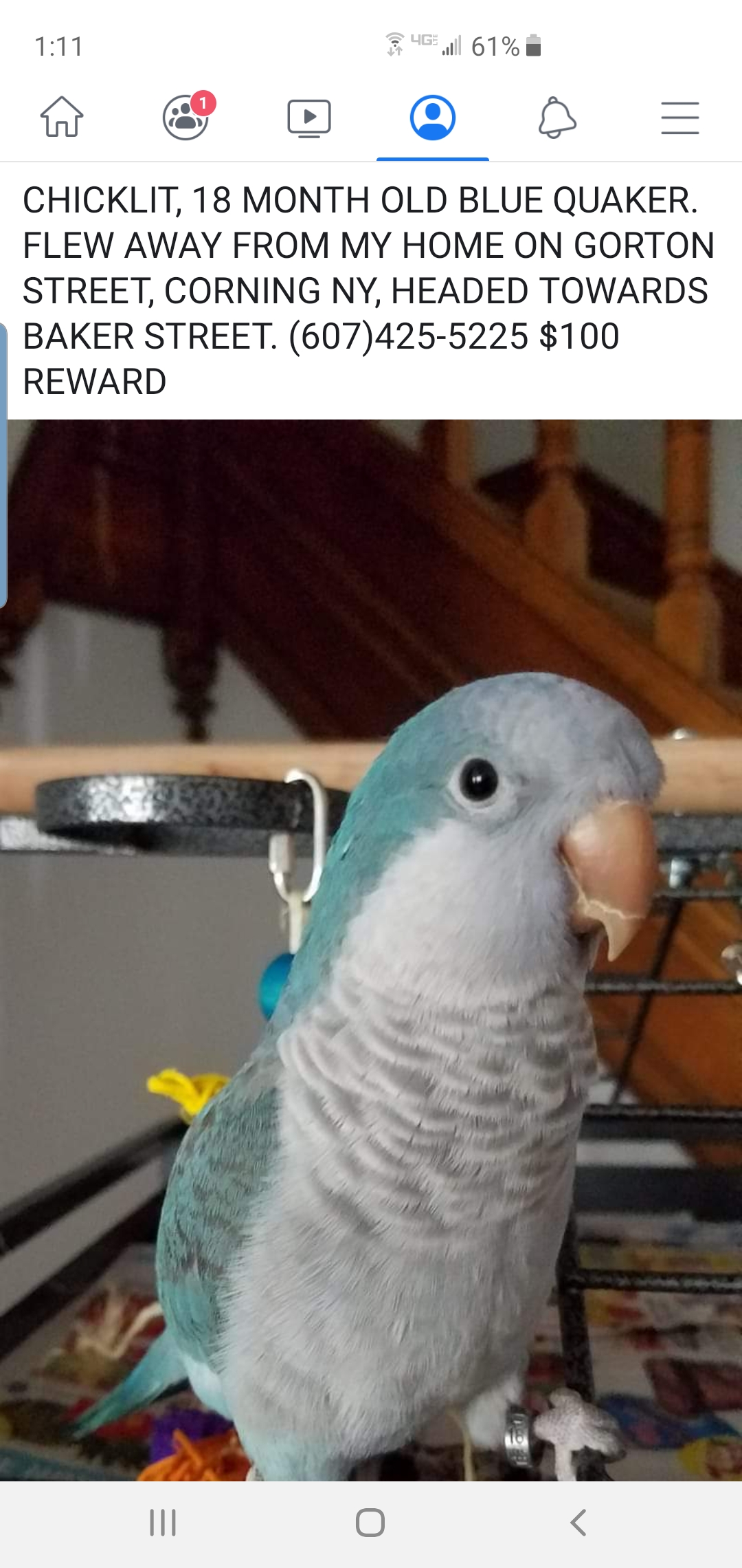 Blue quaker parrot