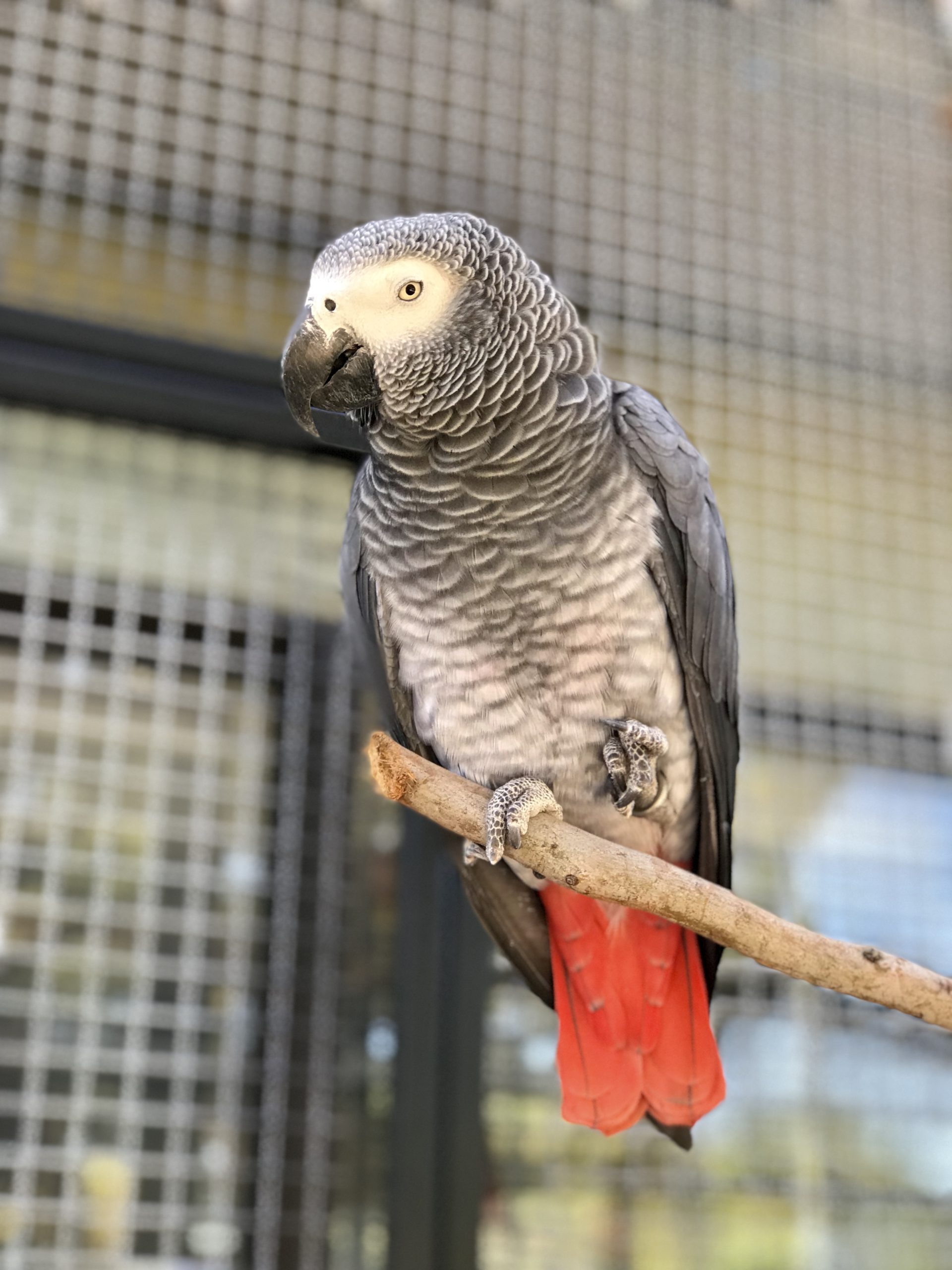 CA, Escondido, Congo African Grey ‘Makiya’ November 29 2019