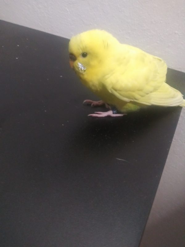 CA, Sac, Yellow Parakeet/Budgie