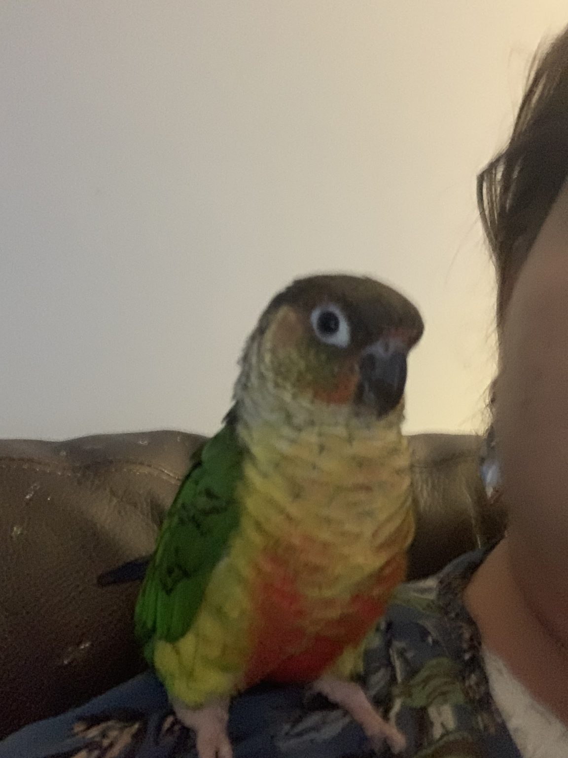 LOST VIRGINIA, PALMYRA GREEN CHEEK CONURE “KIWI” DEC 4, 2019
