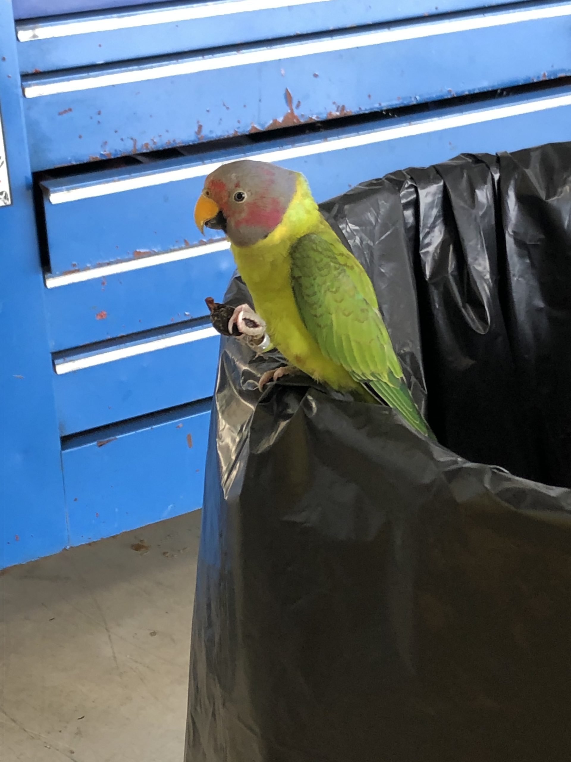 FL, West Palm, found plum headed parakeet 4/15/20