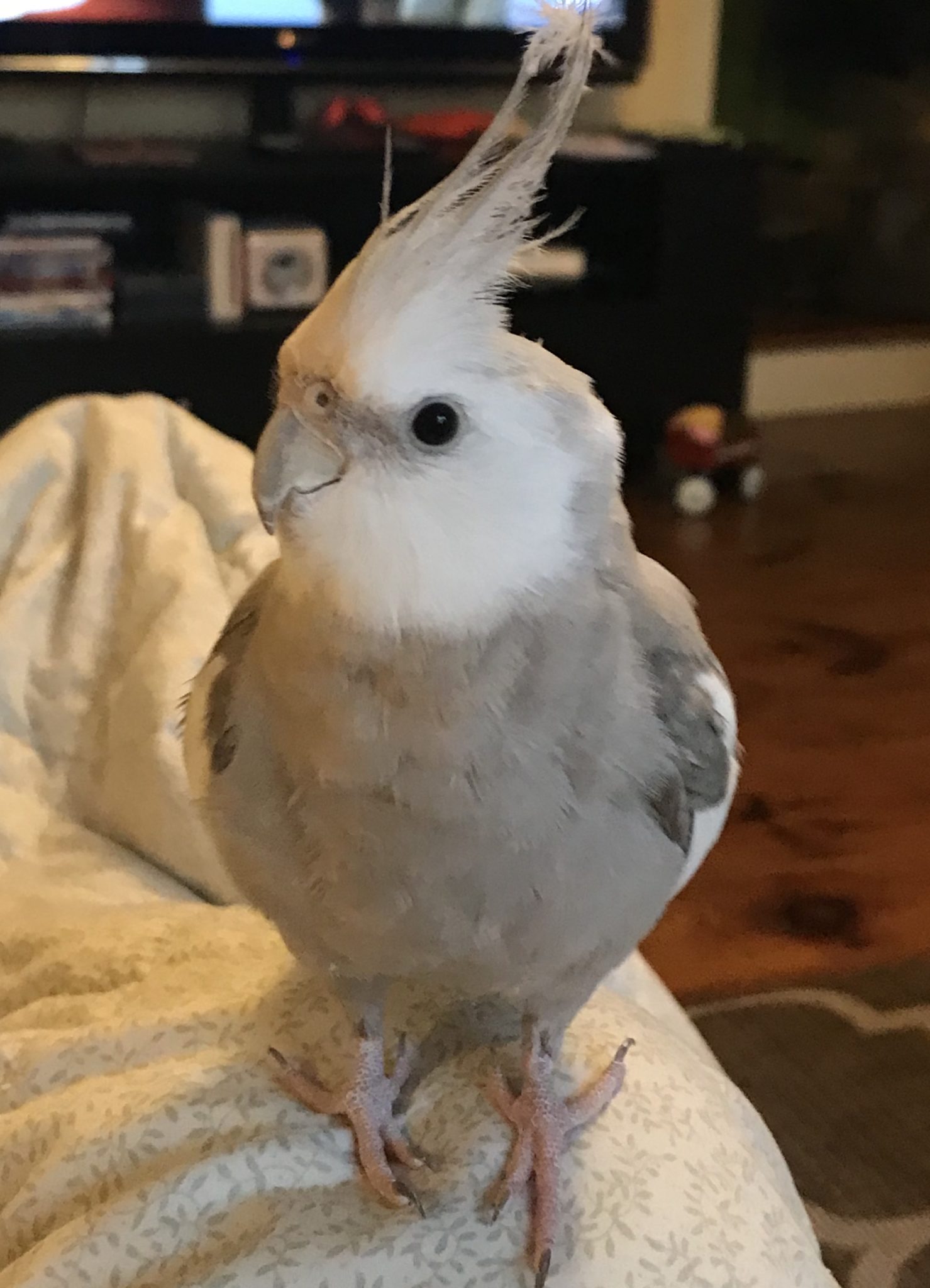 USA MA Norfolk, grey and white Cockatiel May 27-20