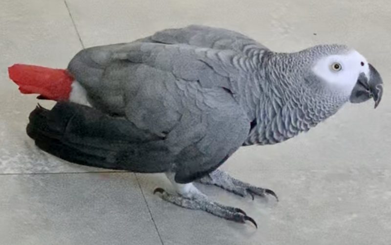Lost African Gray Parrot