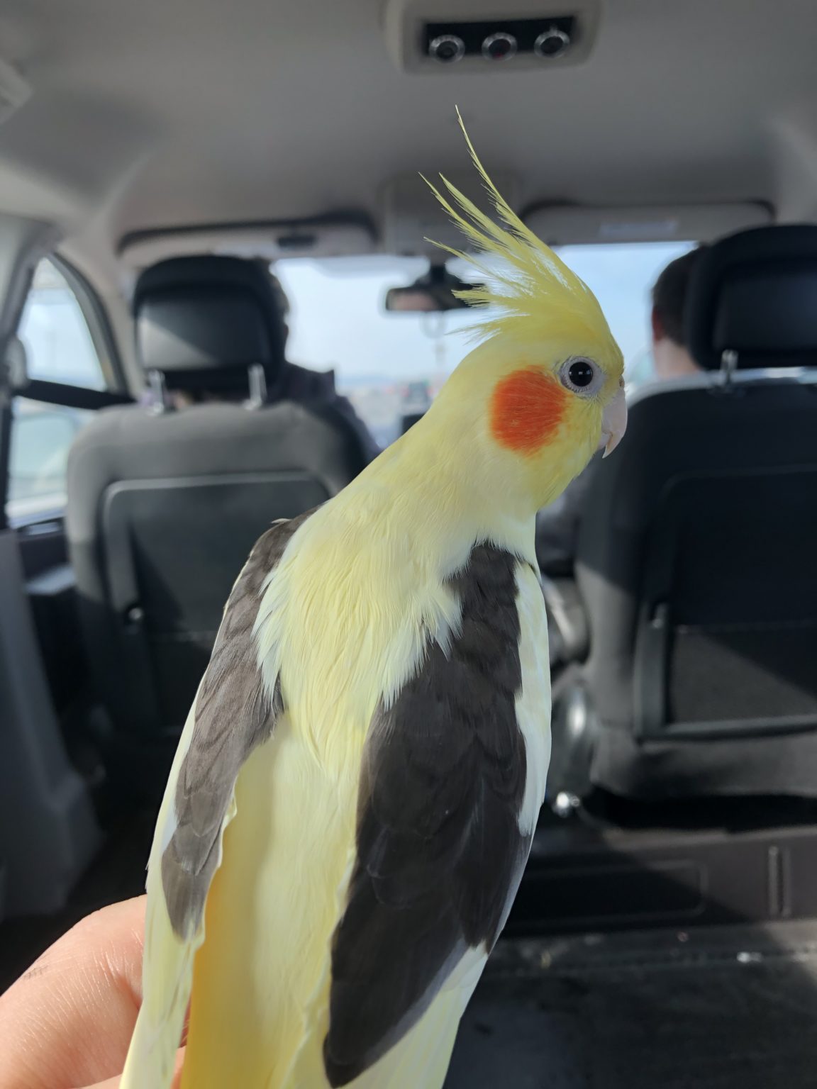 East Hamilton, Ontario Canada Yellow and Black Cockatiel, May 2.2020