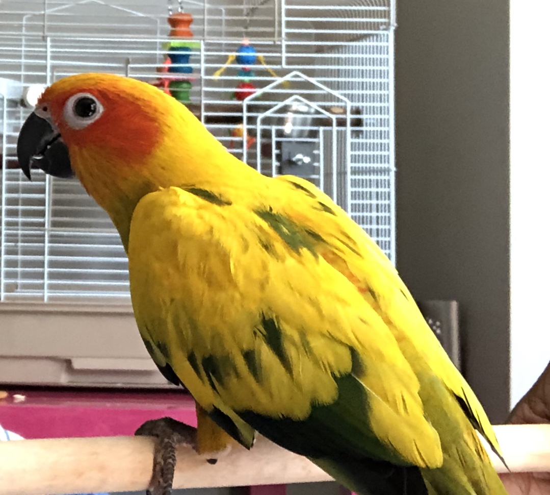 Lost Sun Conure Colonia, NJ May 05 2020