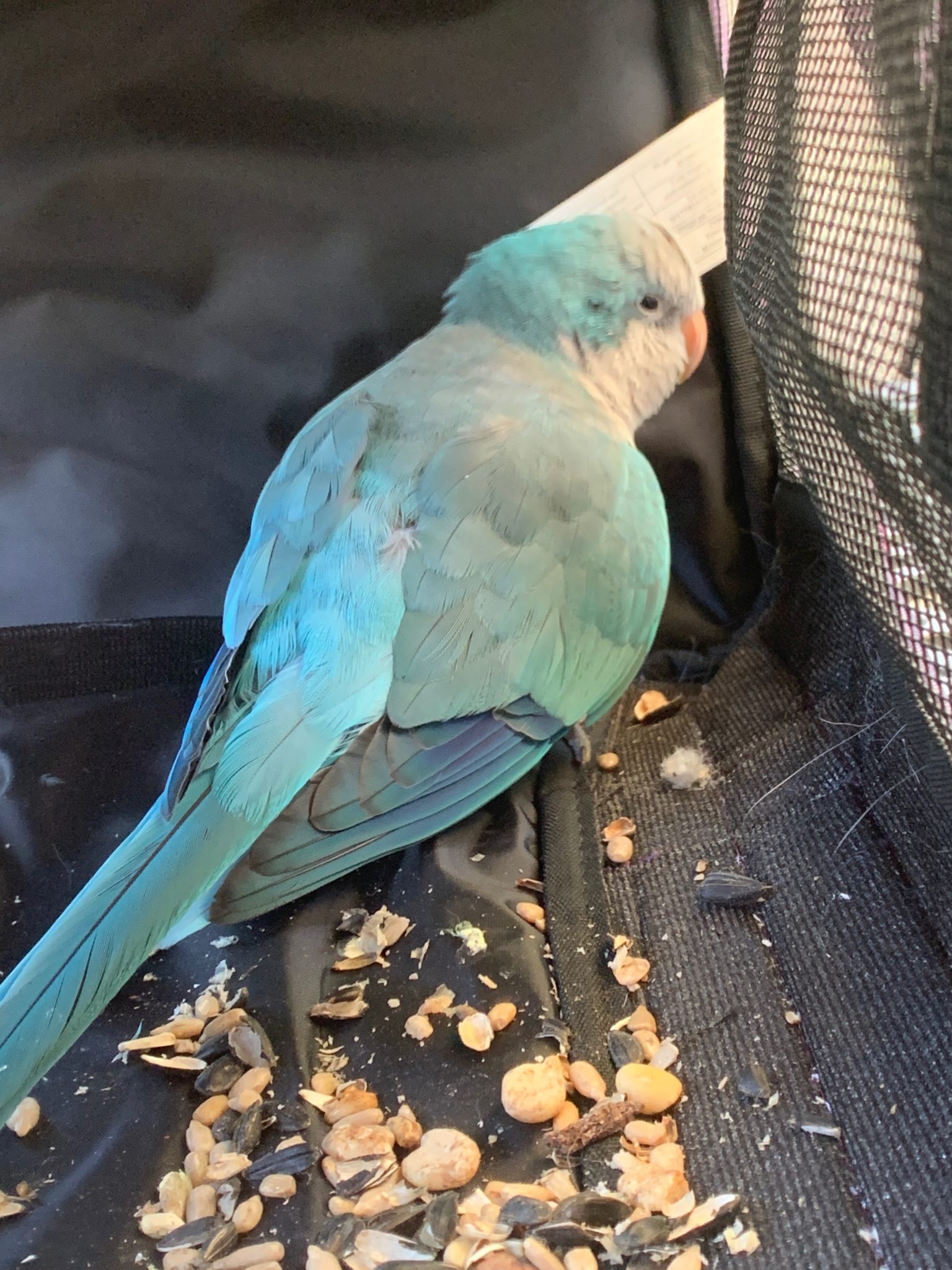 NY, Queens, Holliswood, Blue Monk Parakeet June 242020