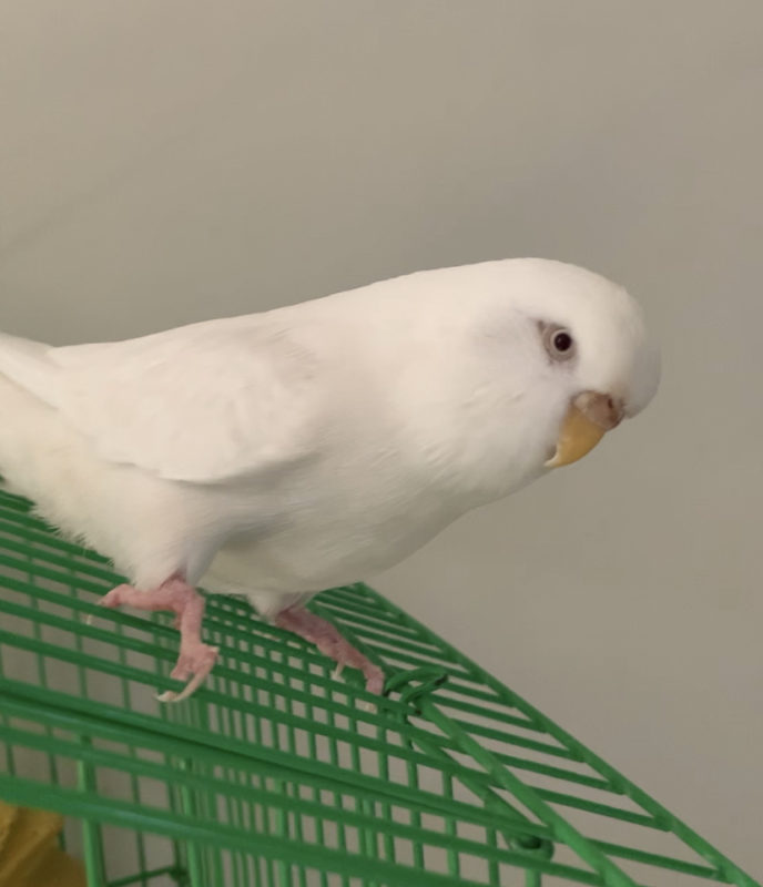 WHITE PARAKEET