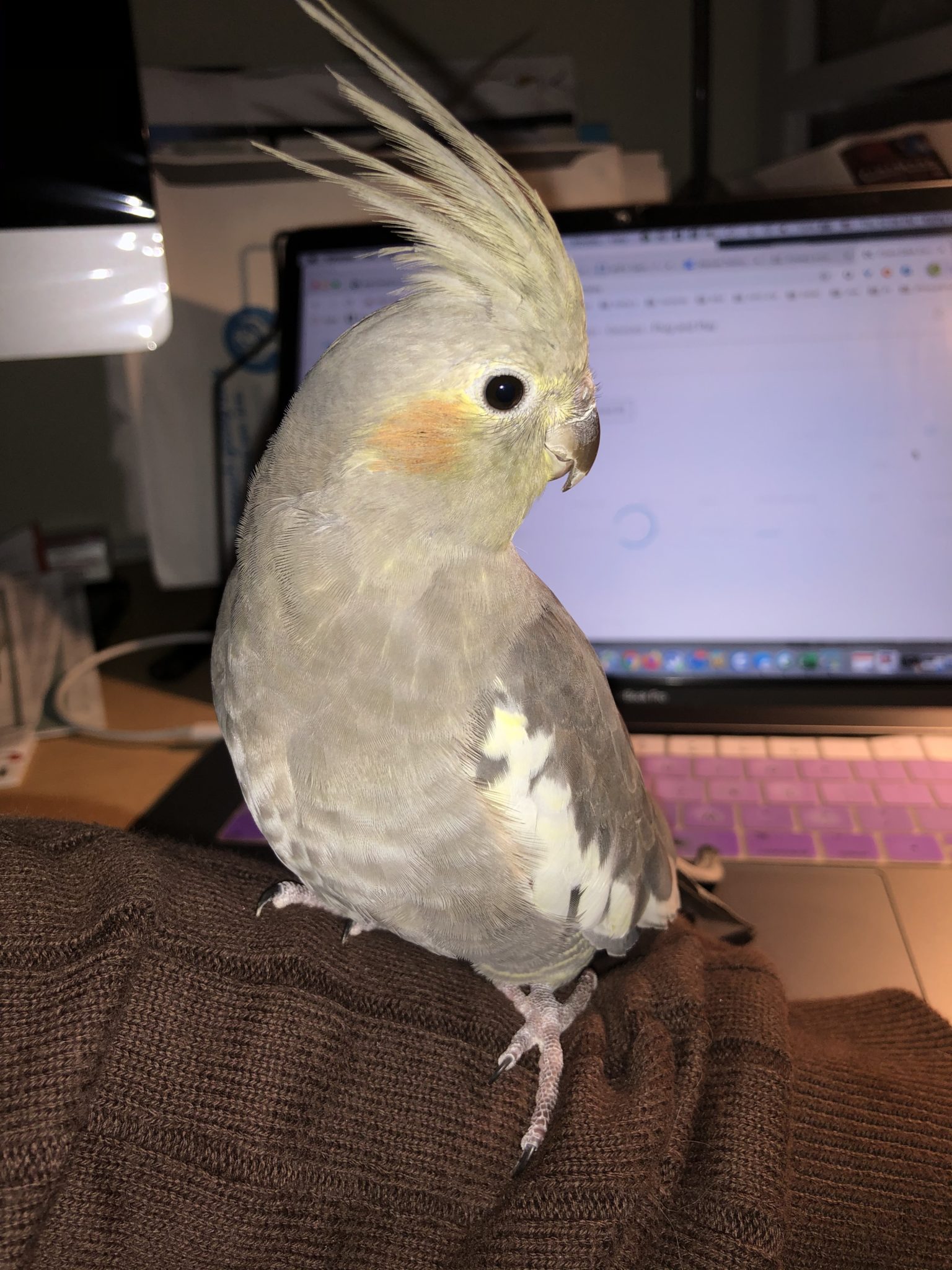 CA San Jose, Cockatiel Normal Grey ‘Toby’ May 2120
