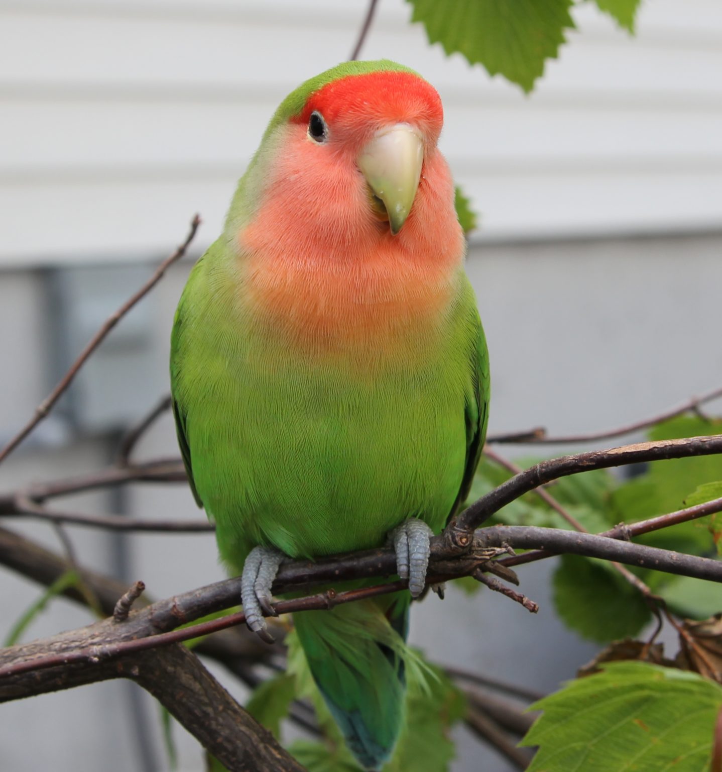 USA New Jersey Fair Lawn Peach Faced Lovebird ‘Peaches’ June 620