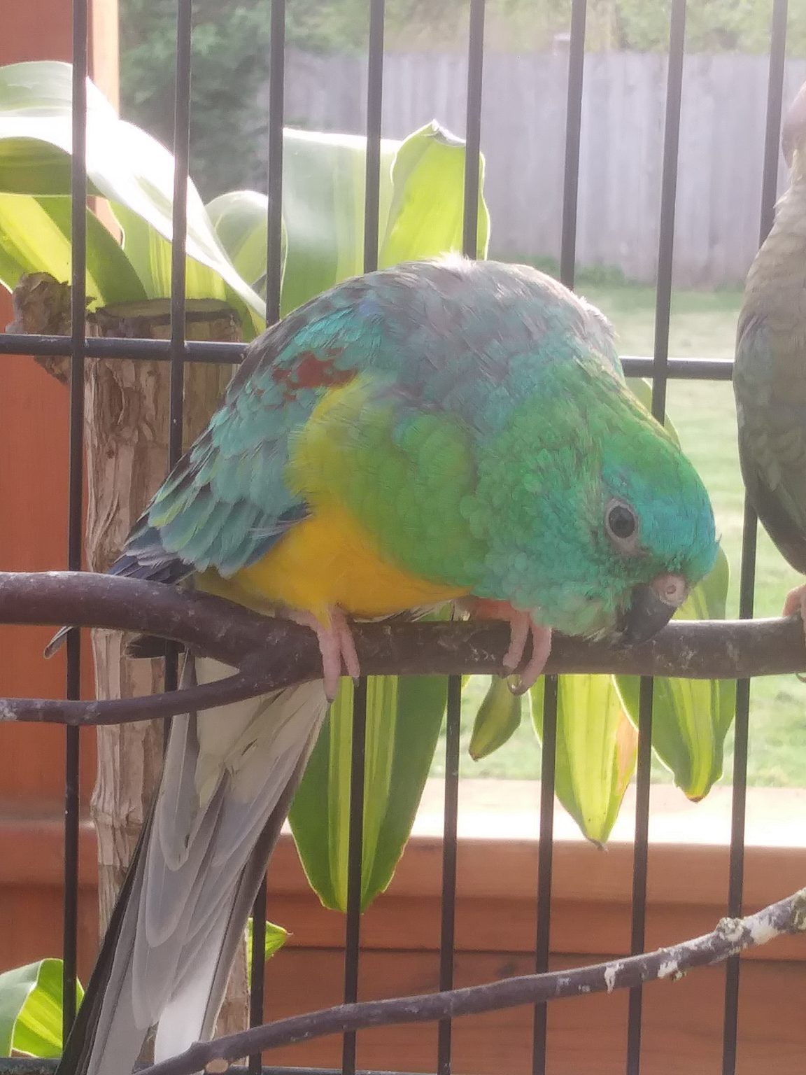 Washington Vancouver, red rump parakeet. ‘jaden’ June. 0920