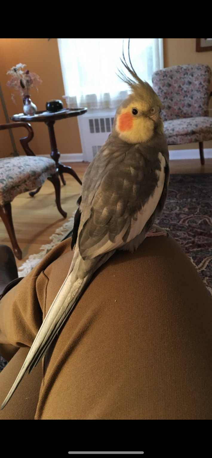 USA NJ, Montclair, cockatiel normal gray “Mitsi’ June 2120