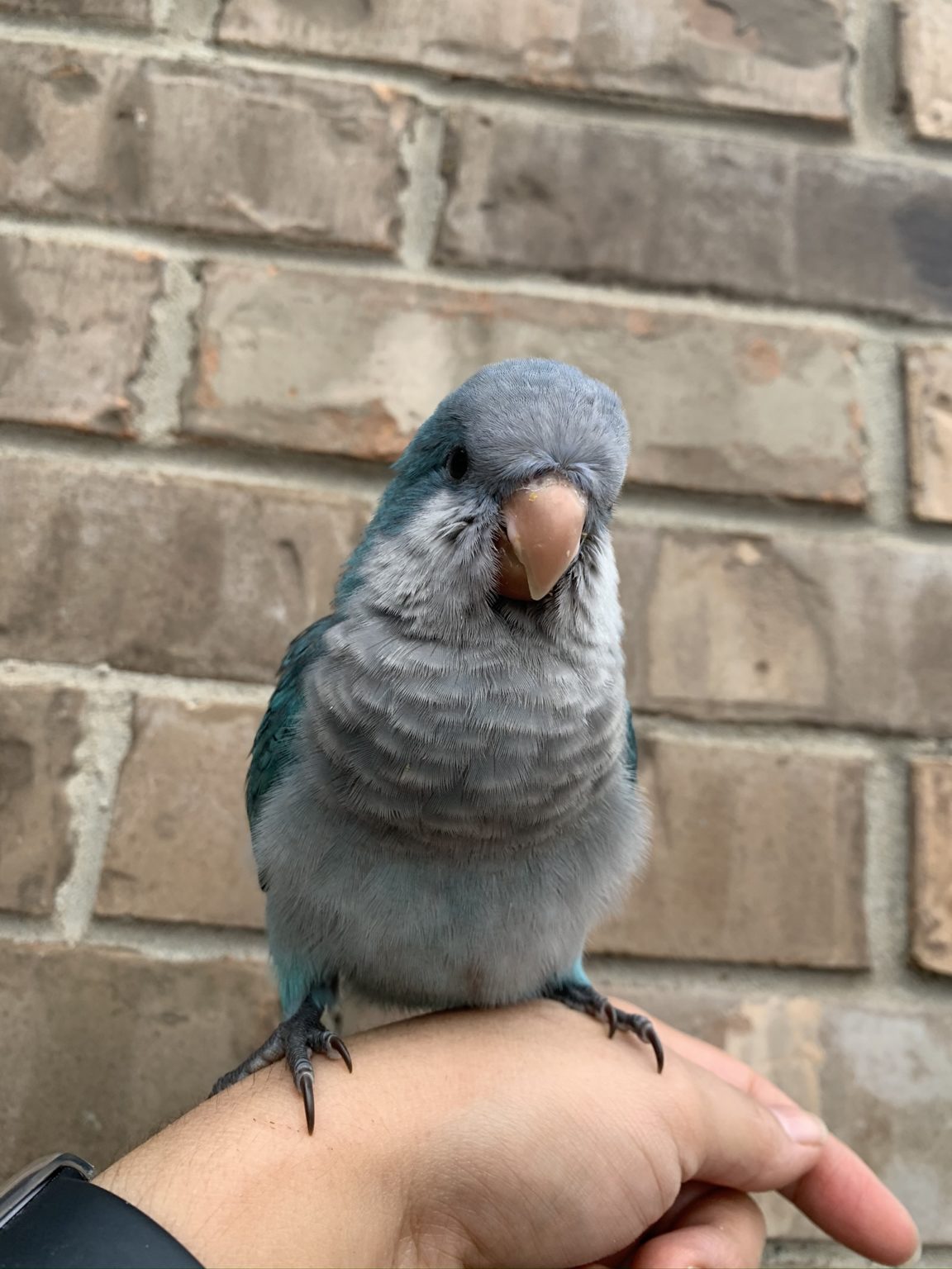 Blue Quaker parrot list in Houston Tx