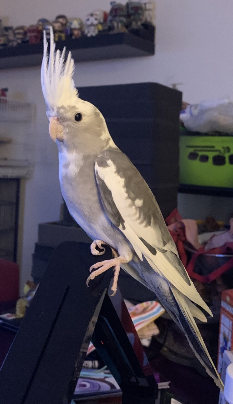 USA, Maryland, White/Grey Cockatiel, ‘Pixel’ 83