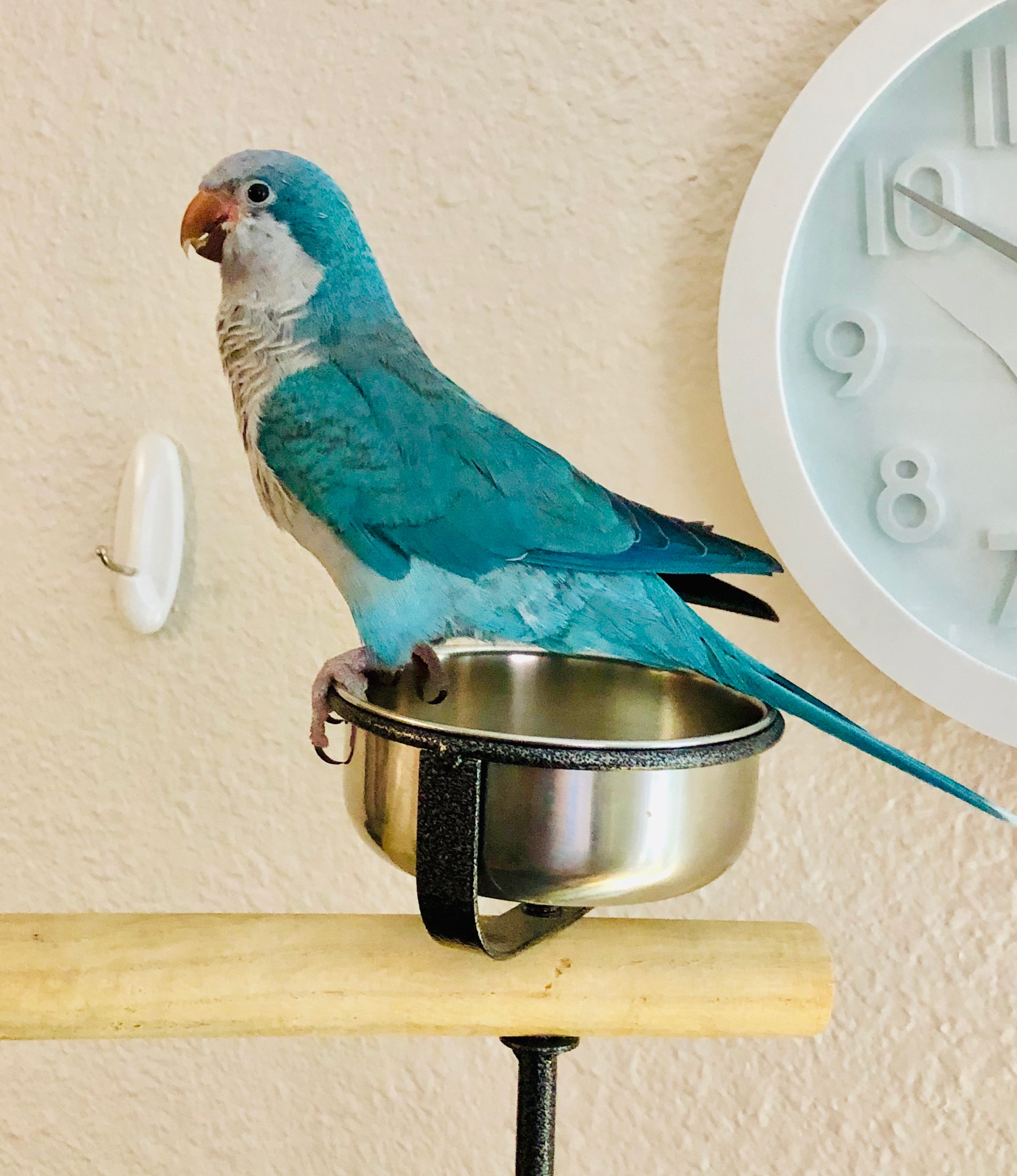 LOST TX, Austin Blue Quaker Parrot (Luna) 8.26