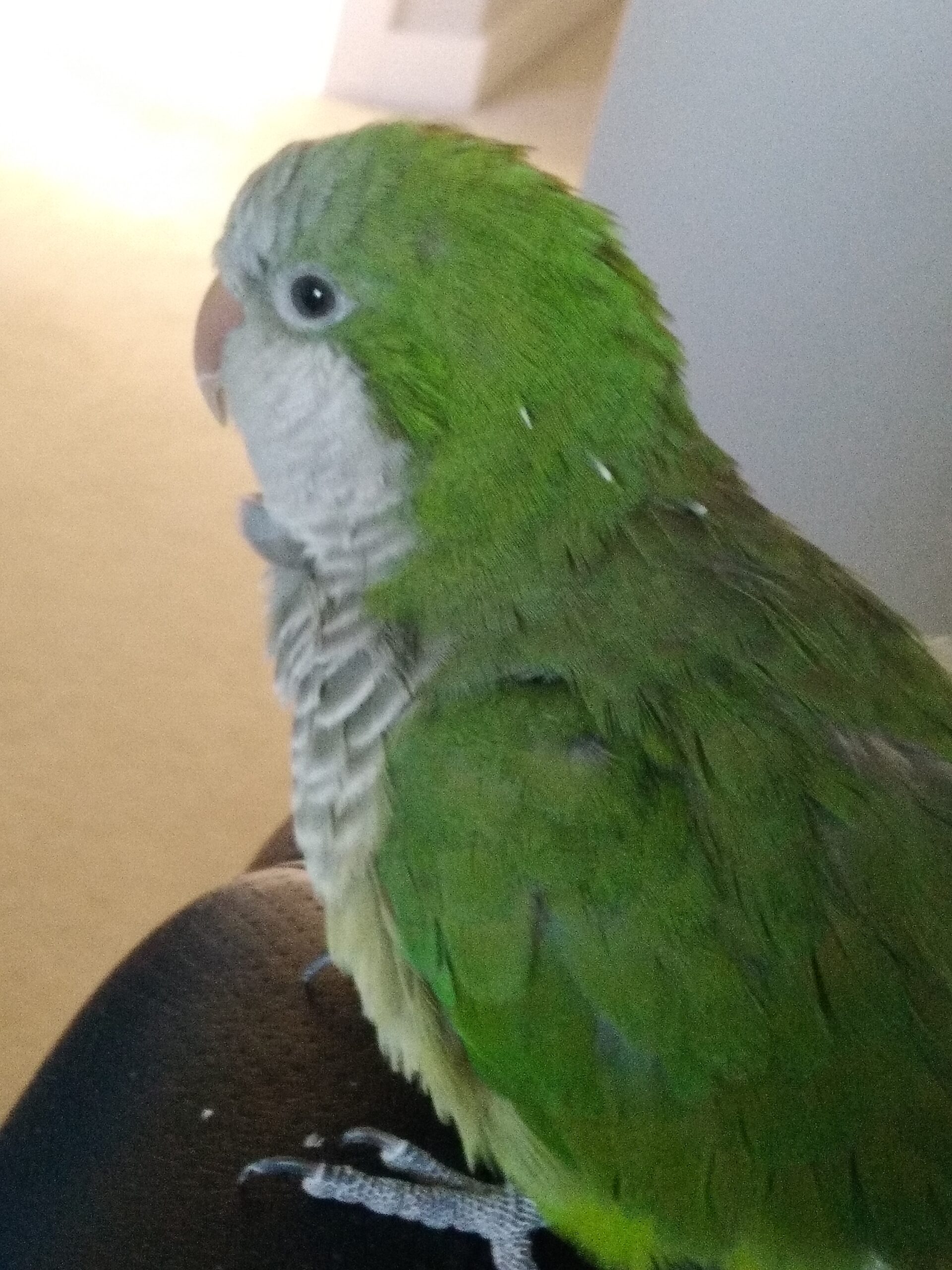FOUND Graham, WA, Green Quaker Parrot, Aug 14.20
