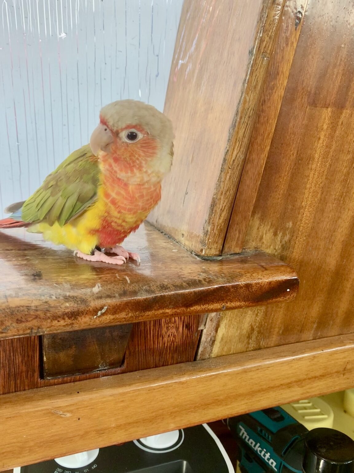 UK, West Sussex, Chichester, pineapple green cheek conure “Auvy” Oct 22