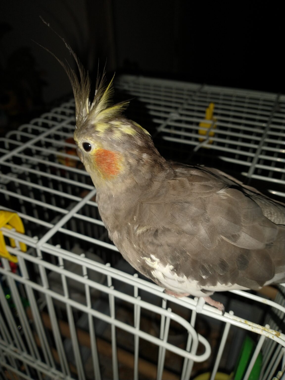 Corpus Christi TX, Normal Grey Cockatiel Oct2420