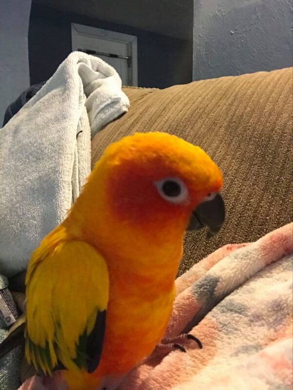USA, OR Gresham, Sun Conure “Mango” Oct 7.20