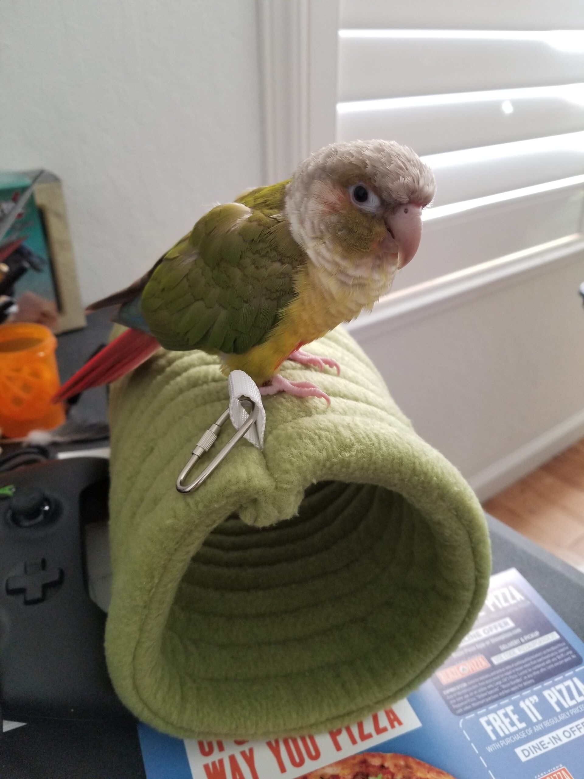 USA NV Sparks, Pineapple Green Cheek Conure ‘Gizmo’ Dec 1720