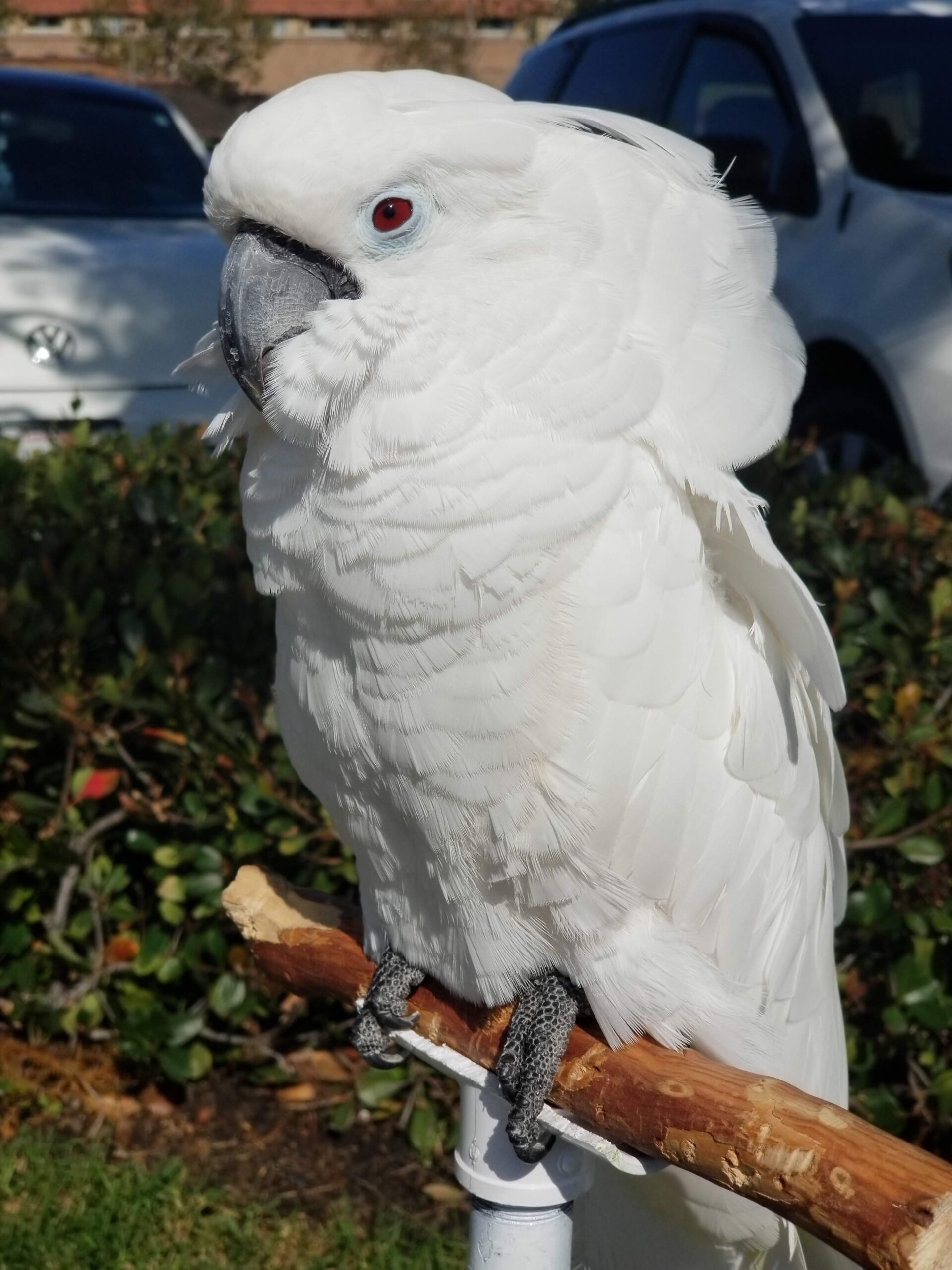 UMBRELLA COCKATOO WHITE FEMALE RED EYES