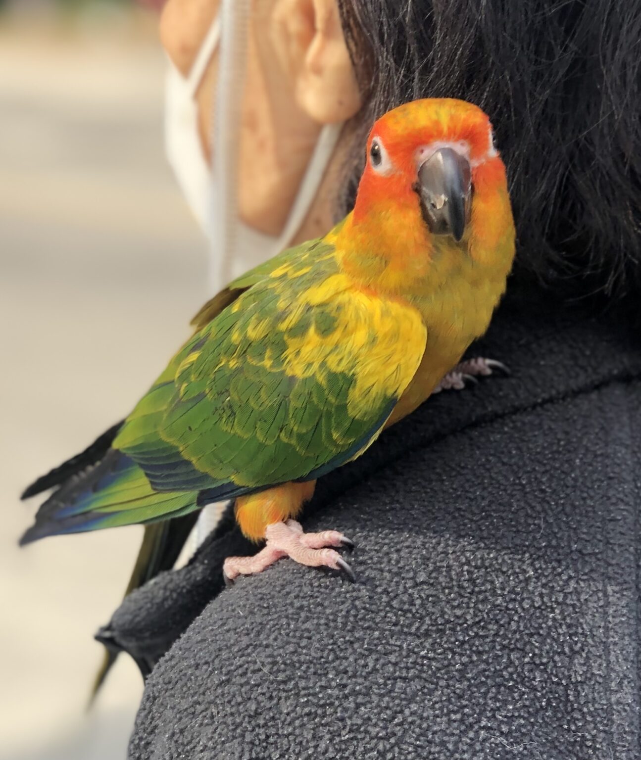 USA CA Los Angeles, Sun Conure “Mango”, Feb 20, 2021