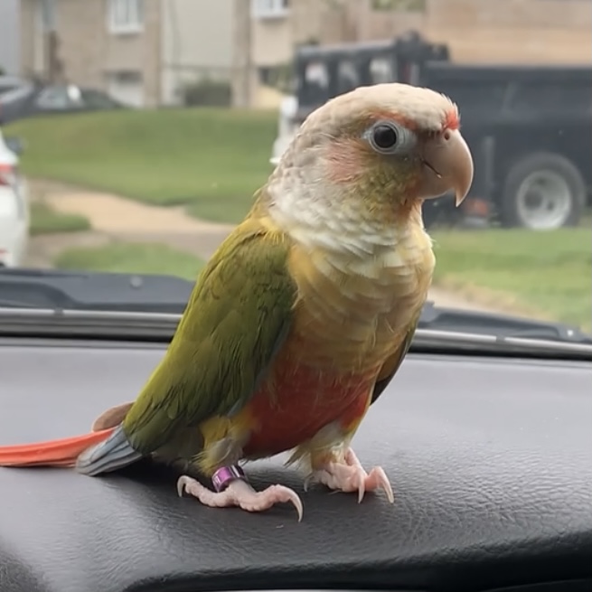 LOST USA PA Philadelphia, Pineapple Green Cheek Conure ‘Mango’ March 20