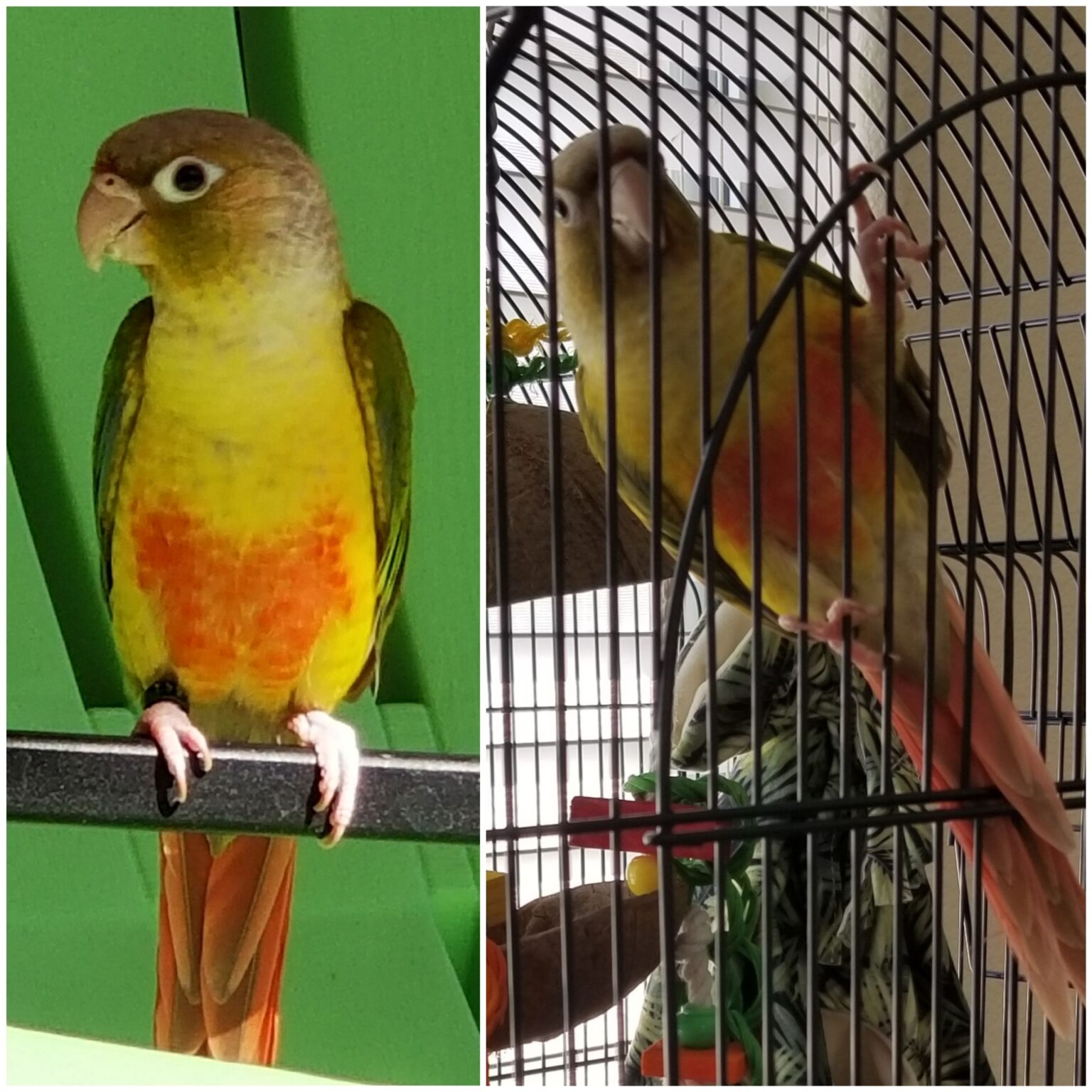 Mango, green cheek conure ‘mango’ march 0521