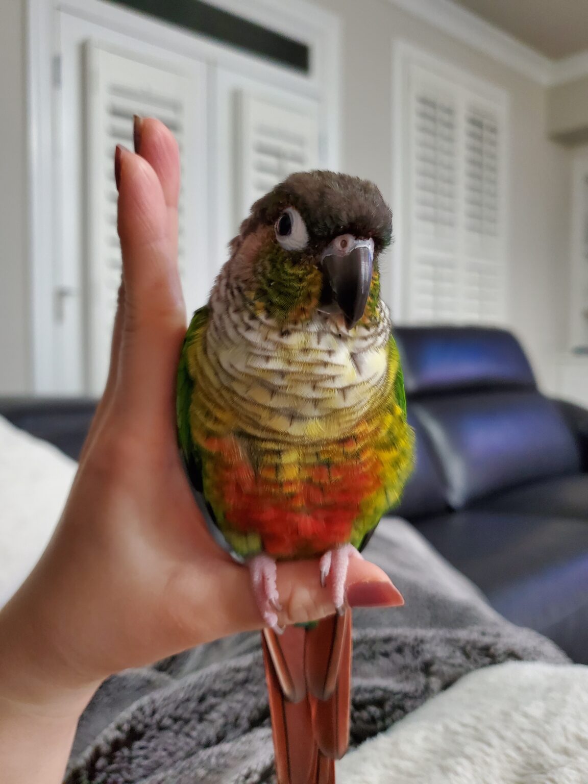 LOST GA, Duluth, YellowSided Green Cheek Conure, “Mango”, April 3. 21