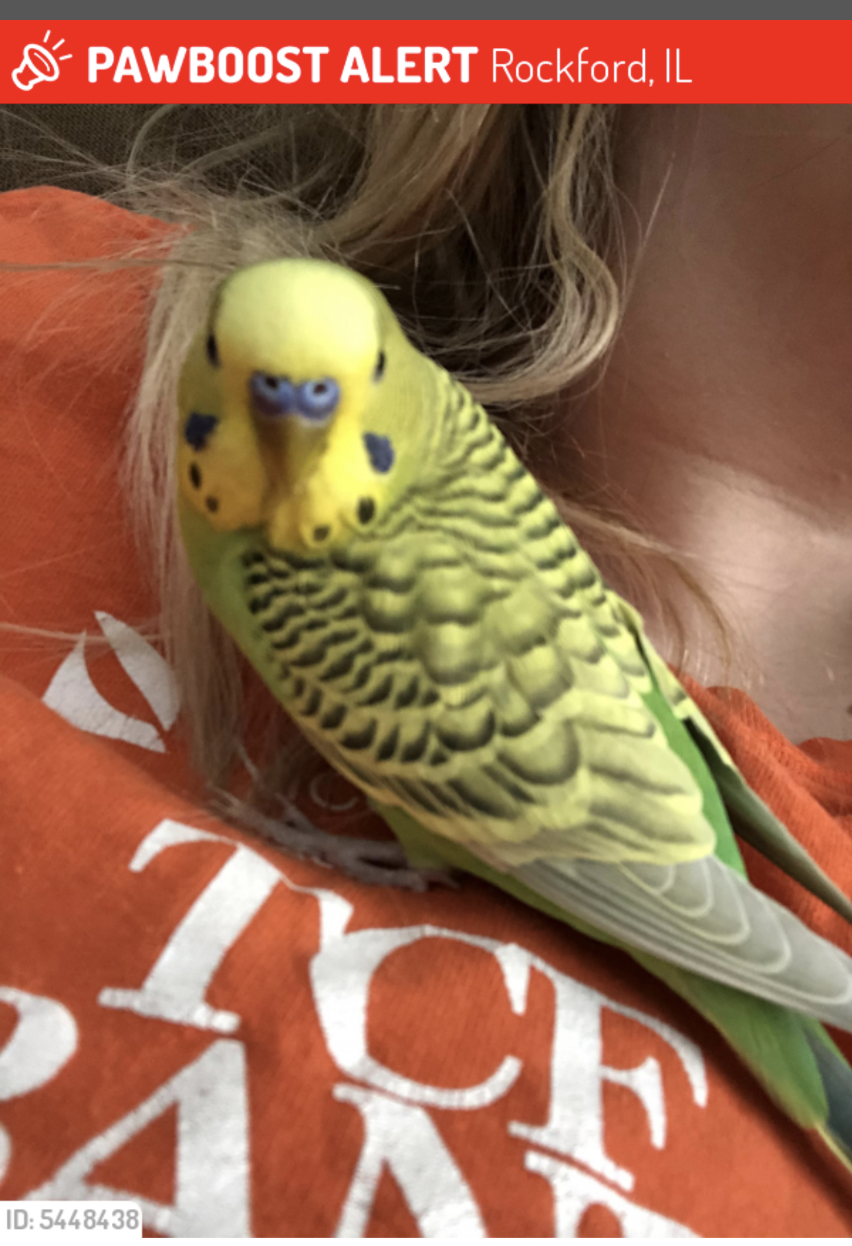 LOST Illinois, Rockford Parakeet (Squeaks) April 8.21