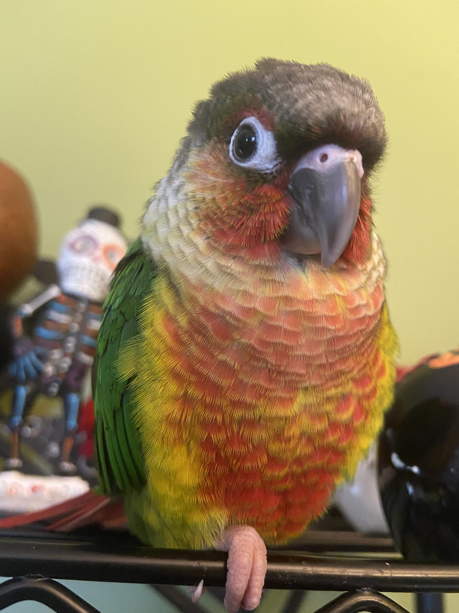 Lost Yellow sided Green Cheek Conure, Temple PA 4/5/21