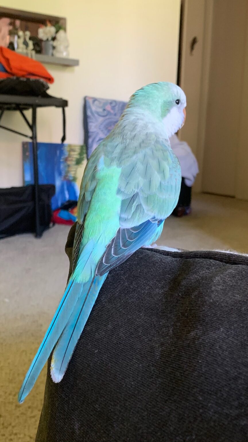 St. Petersburg, FL QUAKER PARROT “Luci” Apr 2921