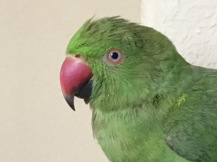 USA CA ELK GROVE, Indian Rigneck Parrot ‘Nico’ Apr 24