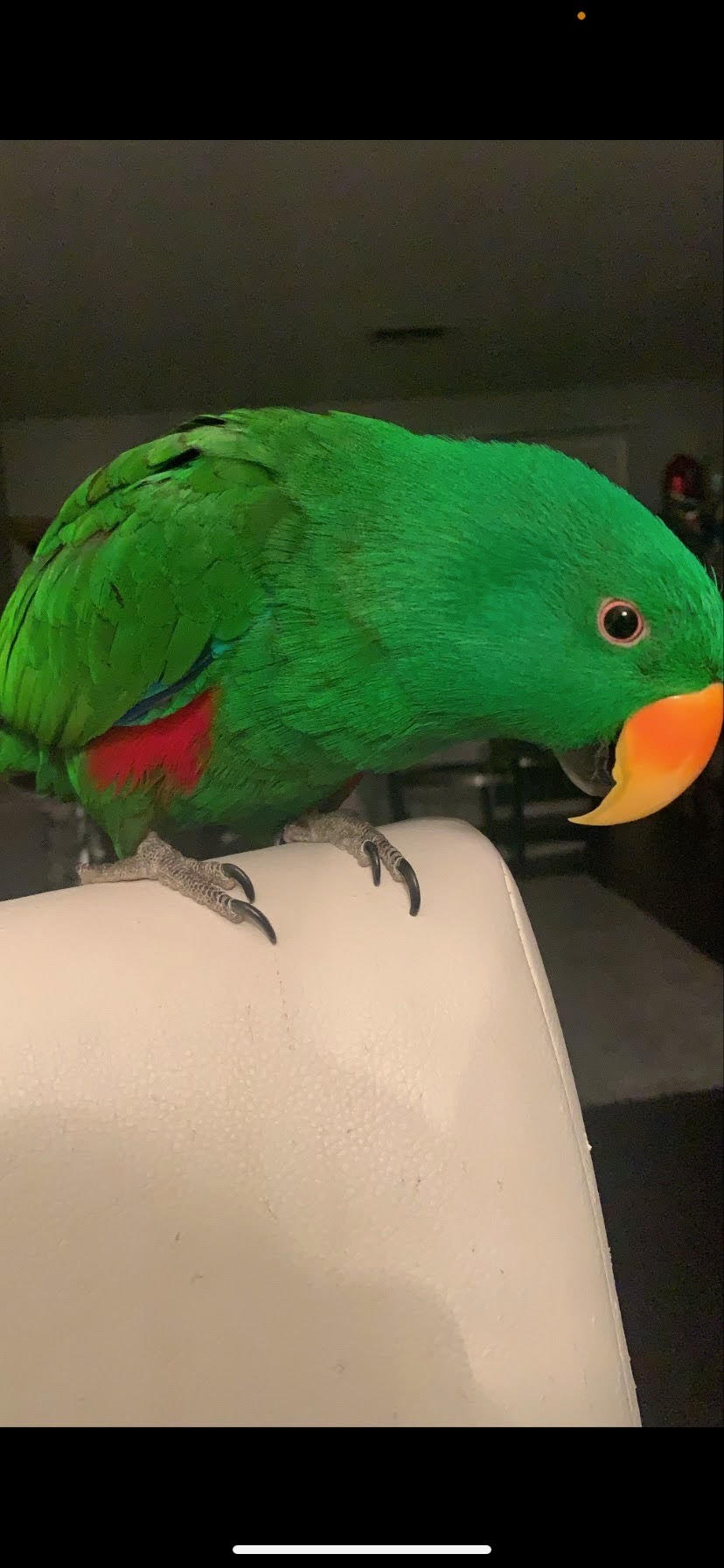 Male Green Eclectus 10/31/09