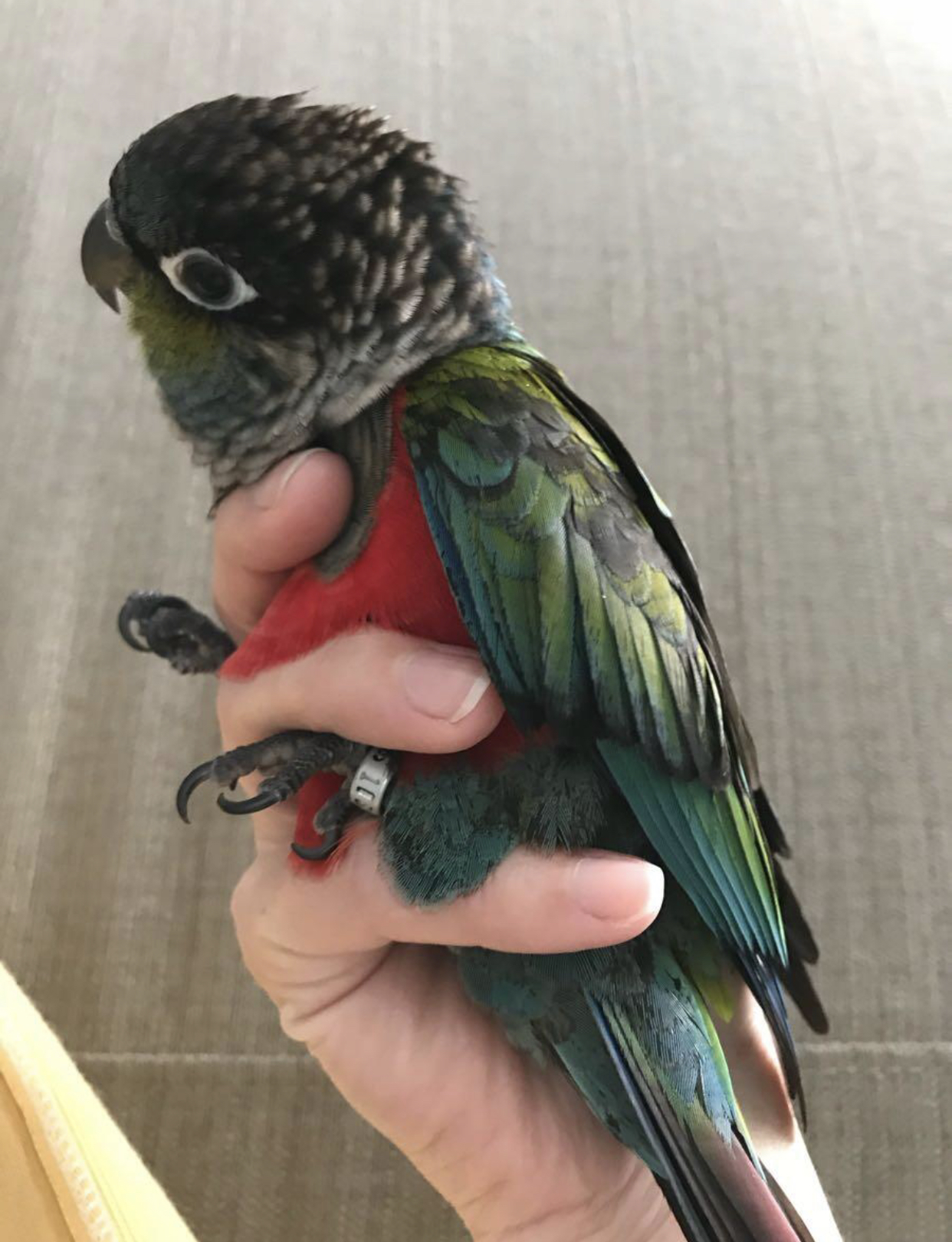 Lost conure crimson bellied green cheek