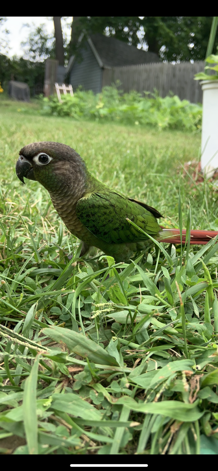 LOST New York Schenectady Green Cheek Conure Ruby Date Lost 05 02 