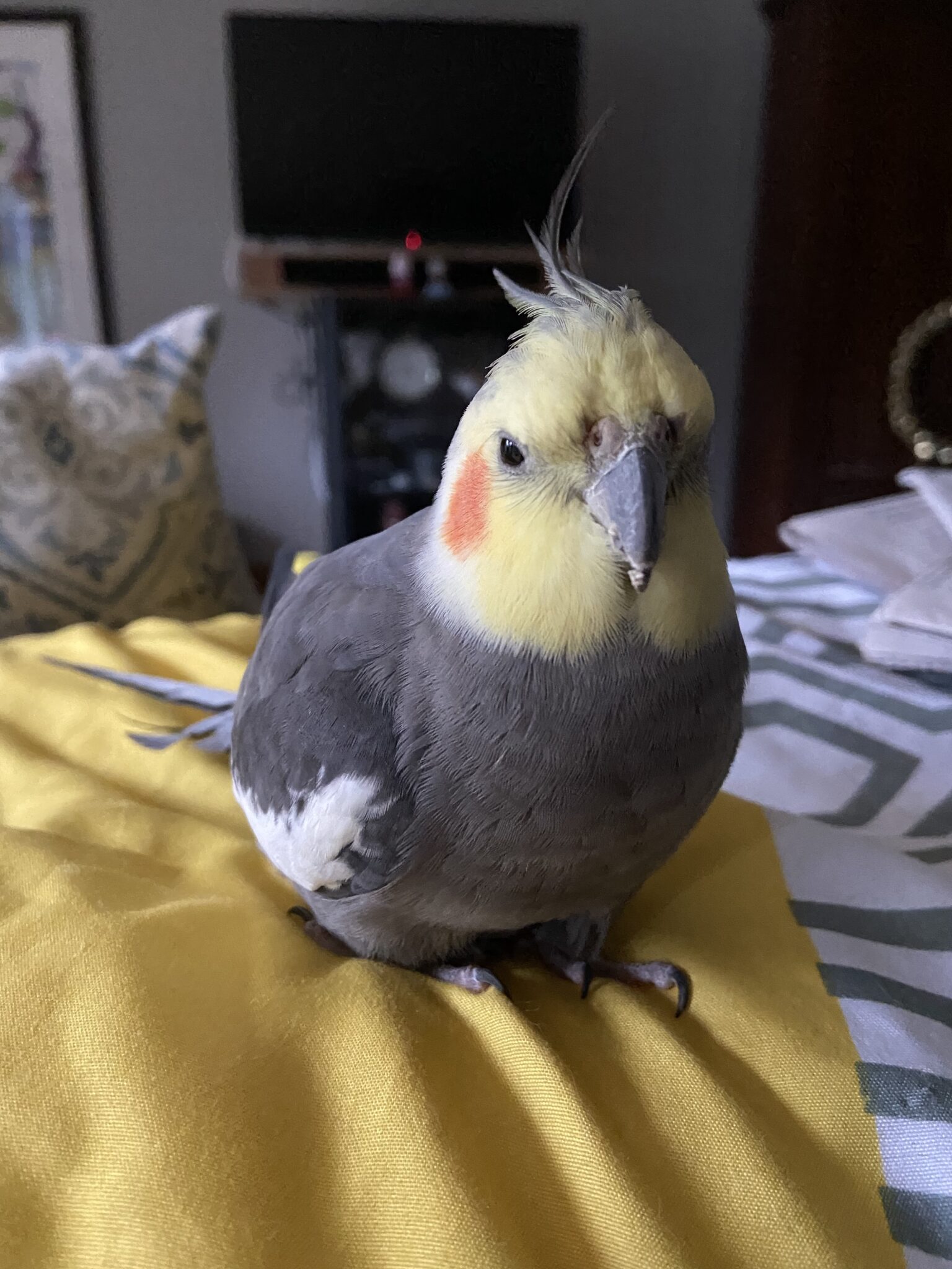 USA OR Portland, Normal Grey Cockatiel “Issac” May 112021