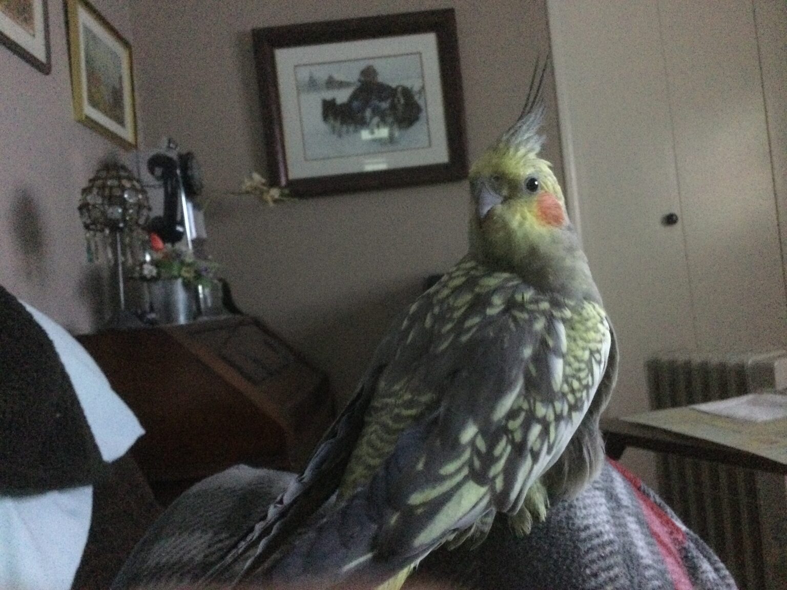 Canada, BC, North Vancouver, Cockatiel