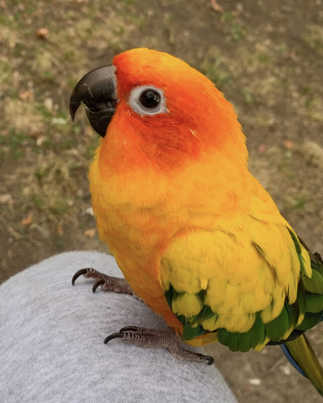 SUN CONURE LOST GLENDALE, CA PLZ HELP