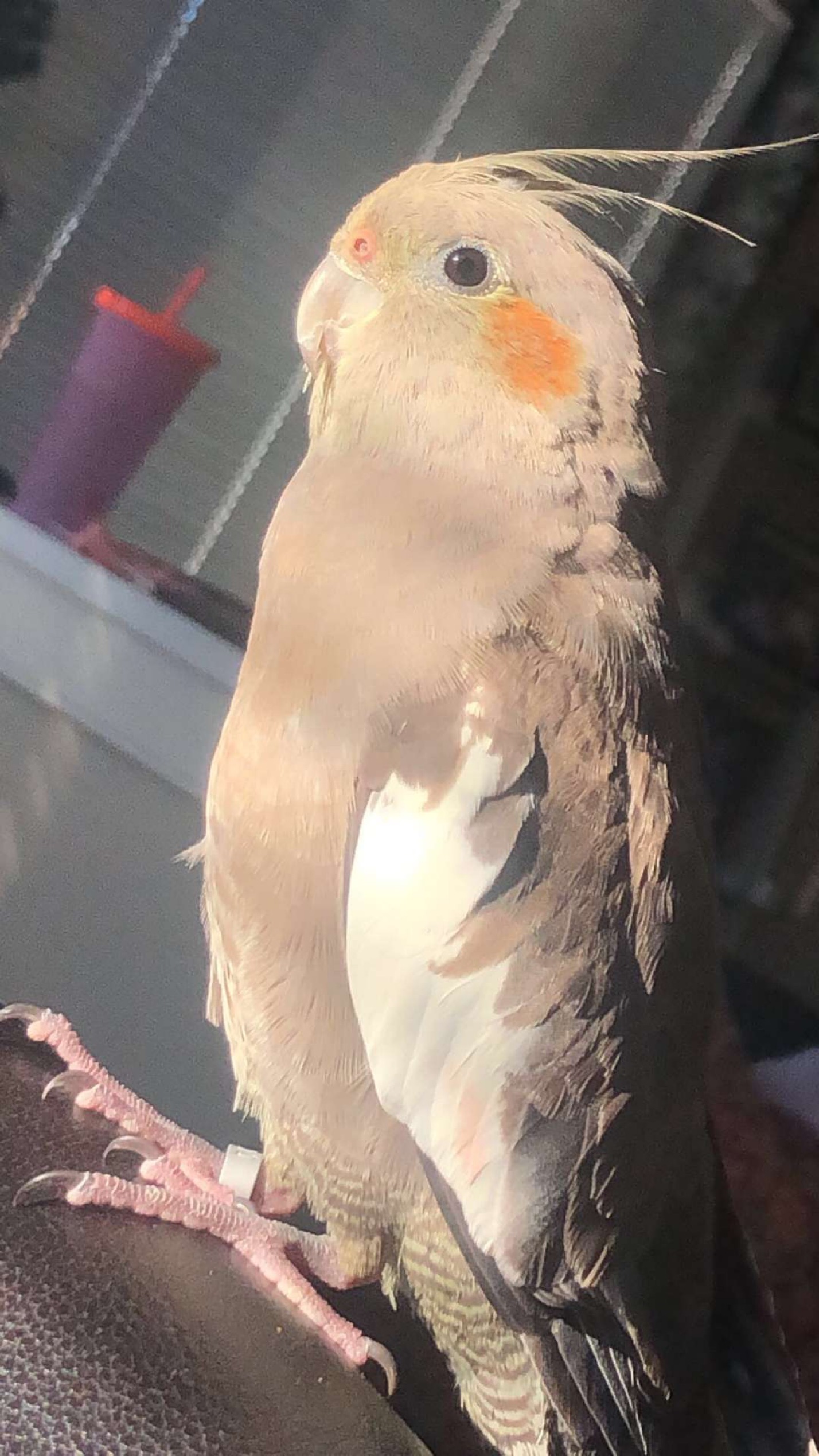 CANADA, ALBERTA, CALGARY SPECIES COCKATIEL FEBRUARY 11TH 2022
