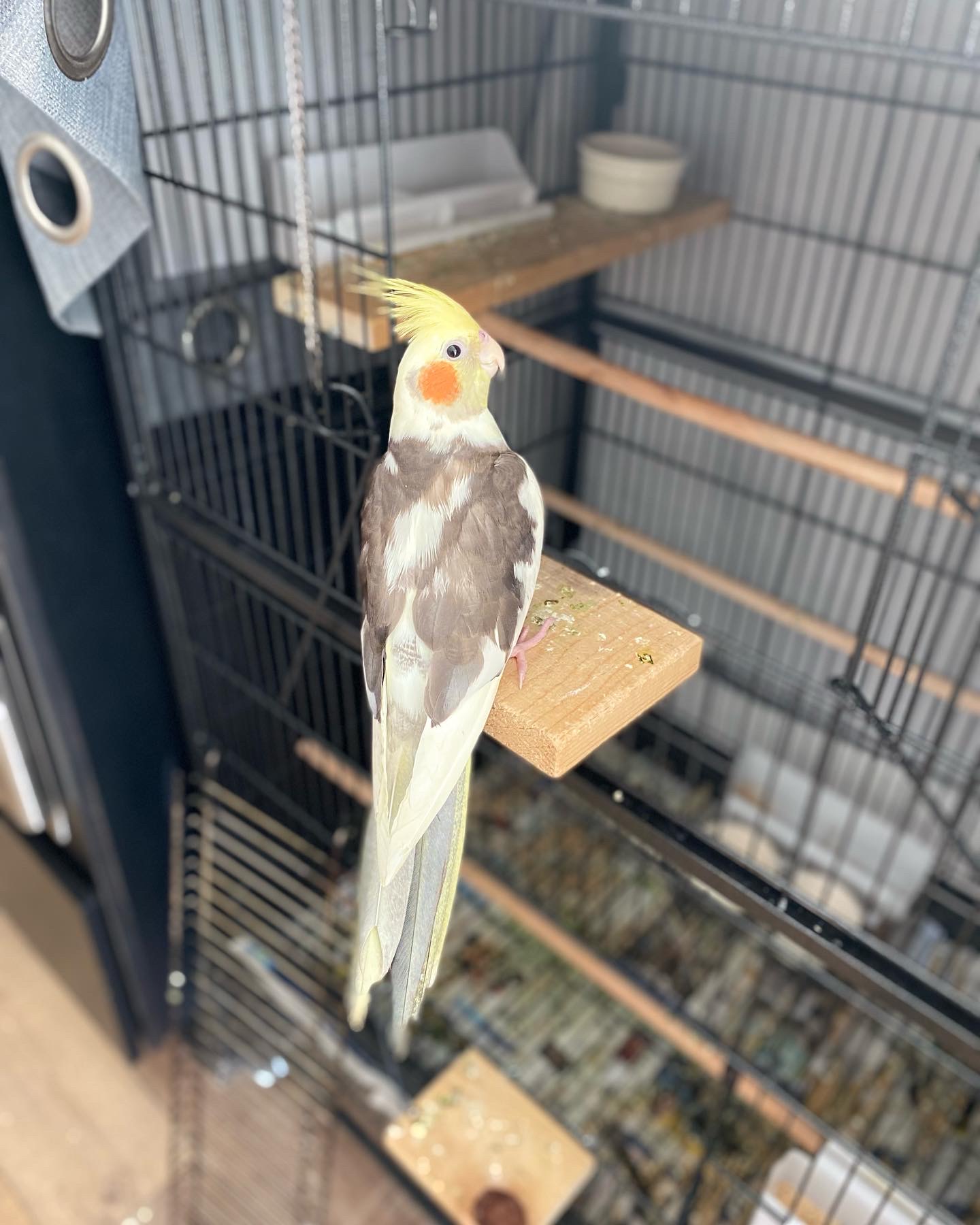 Scottsdale,Arizona,USA. Cockatiel named Lemon(Lemo) May 21 2022