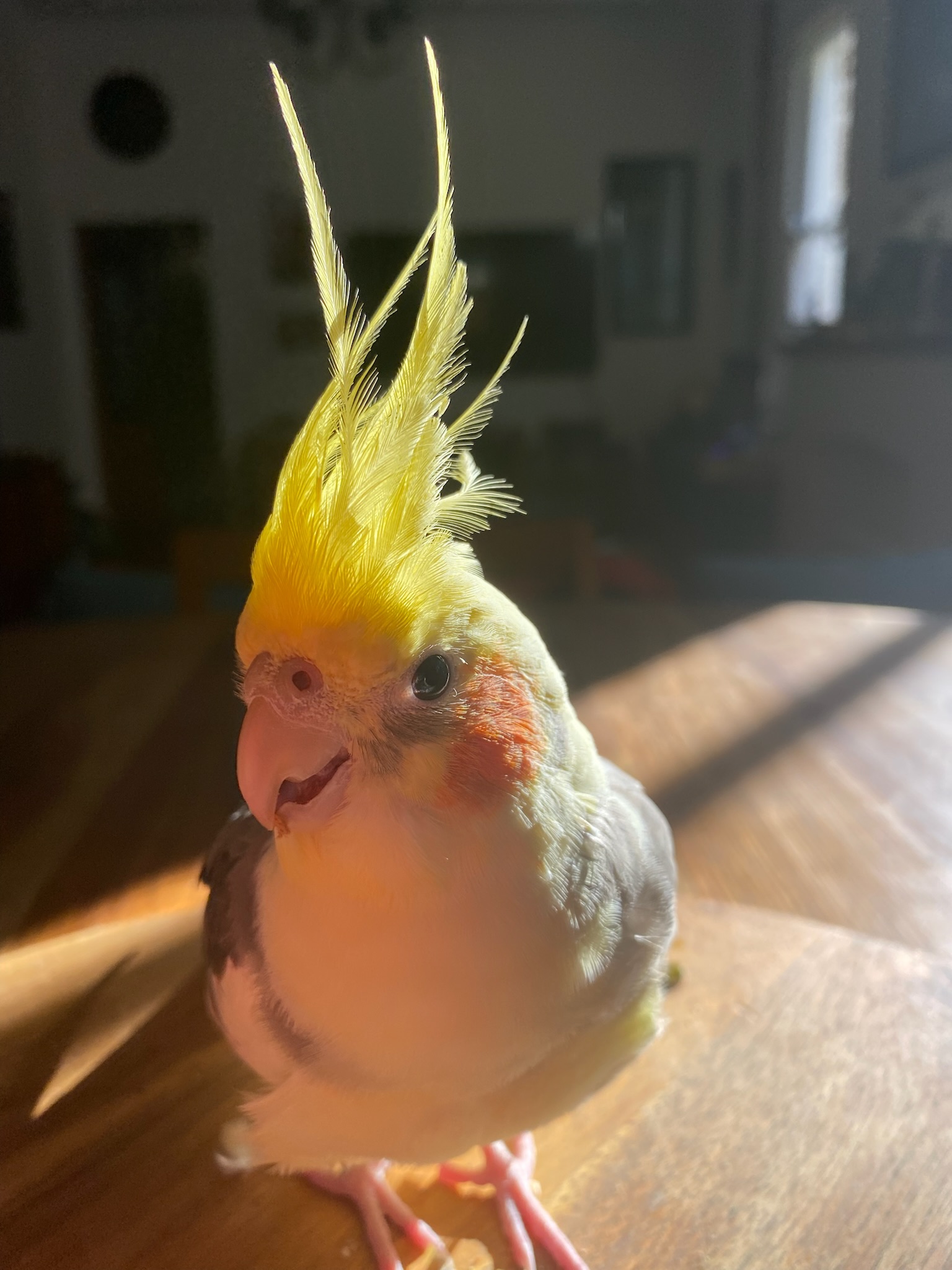 Lost Cockatiel South Bondi, Sydney. REWARD!!