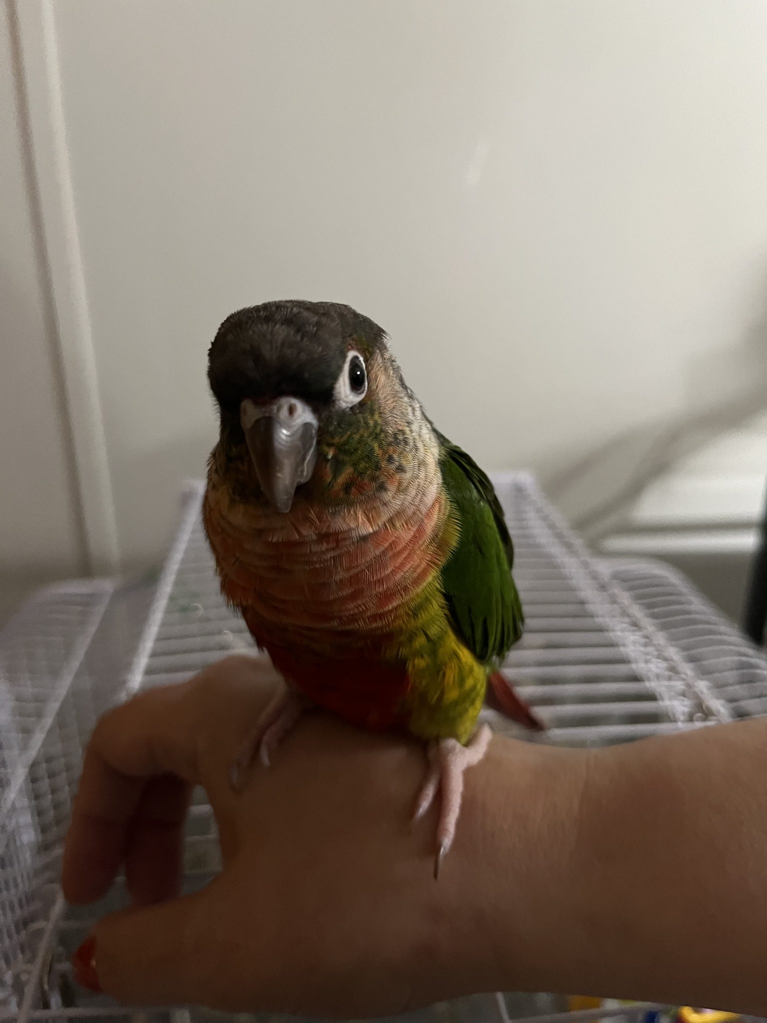 North Carolina Newport, Green cheek Conure ‘Mango’ Dec 252022