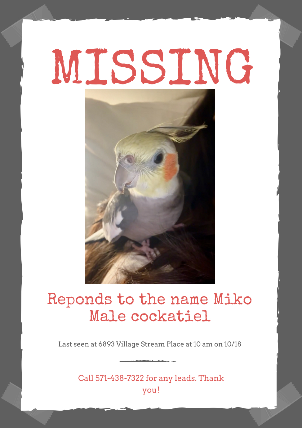 USA VA, COCKATIEL’Miko” October 18th 2024